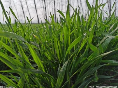 安徽：连续4年成为全国水稻种子出口第一大省