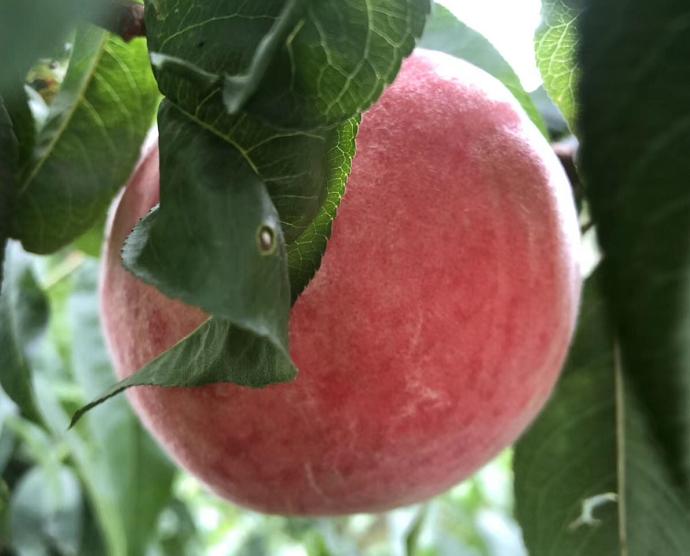 桃子存放的注意事项是什么呢？桃子的食用方法有哪些呢？